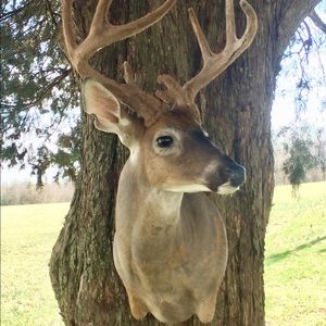 Meet your Posher, Mason